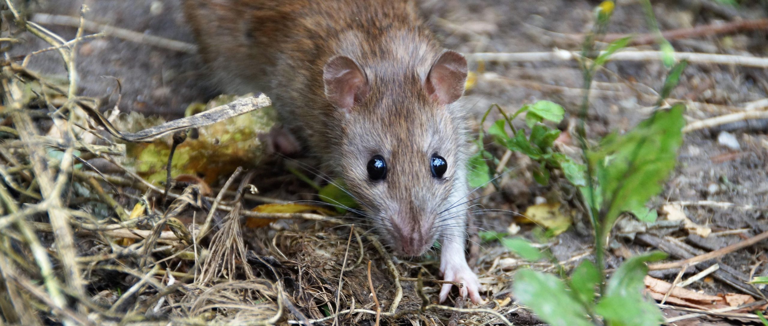 Symptômes de la leptospirose transmise par les rats